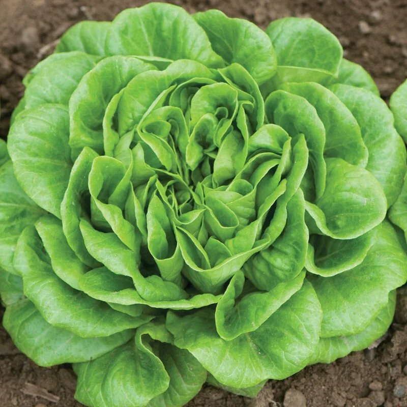 Buttercrunch Lettuce -Three plants to a cell