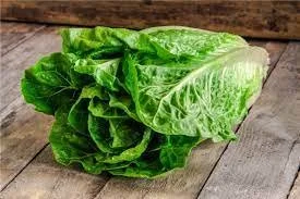 Romaine Lettuce - Three plants to a cell