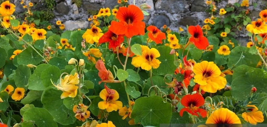 Nasturtium