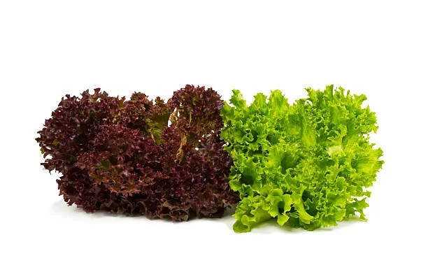 Lettuce : Salad Blend - Three plants to a cell