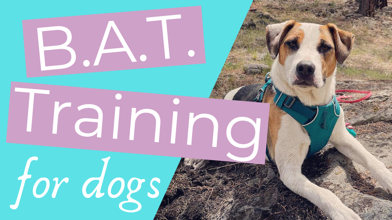 How to stop your dog from barking at other dogs (Intro to BAT Training