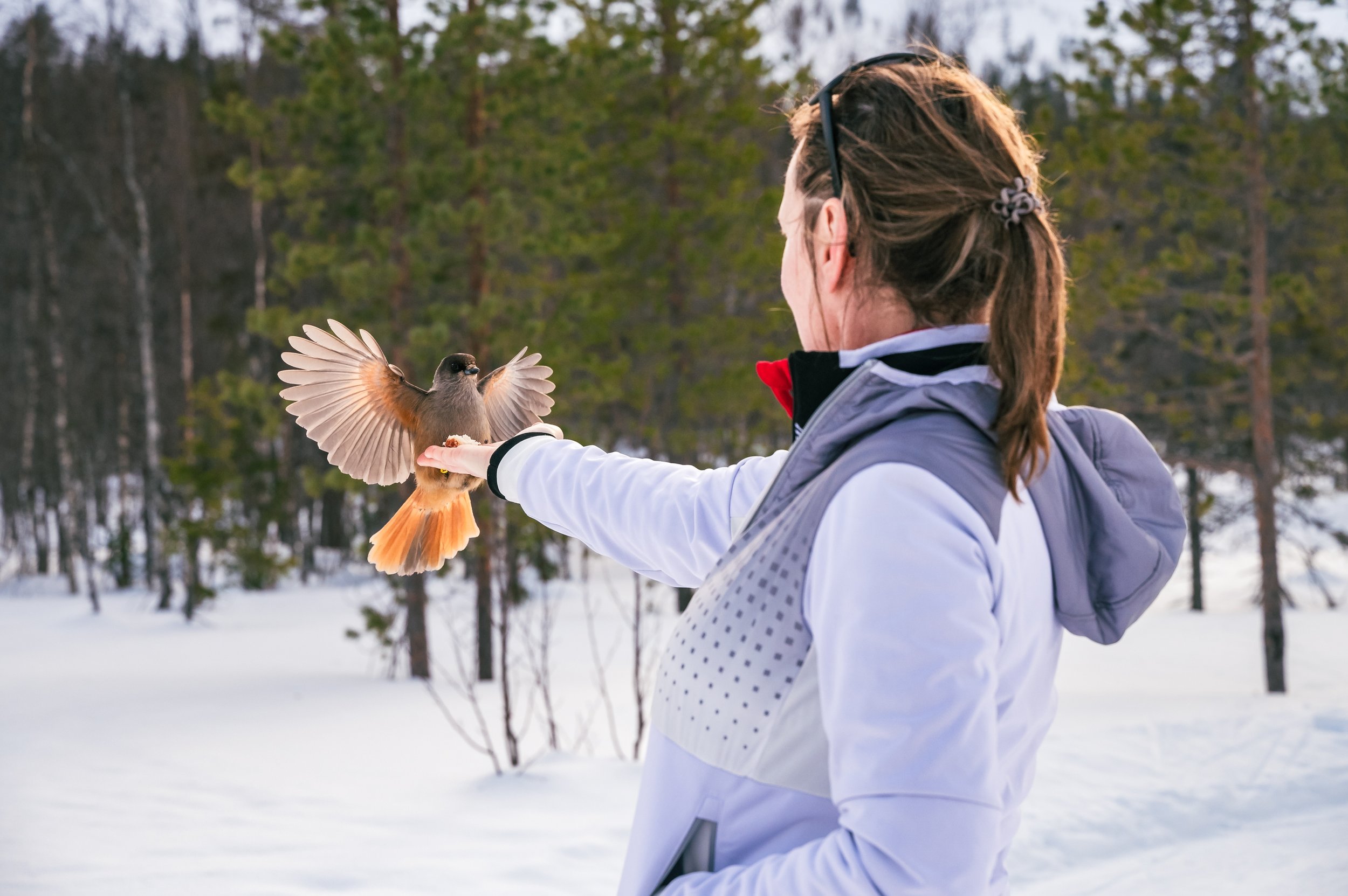 The Lapland Trail