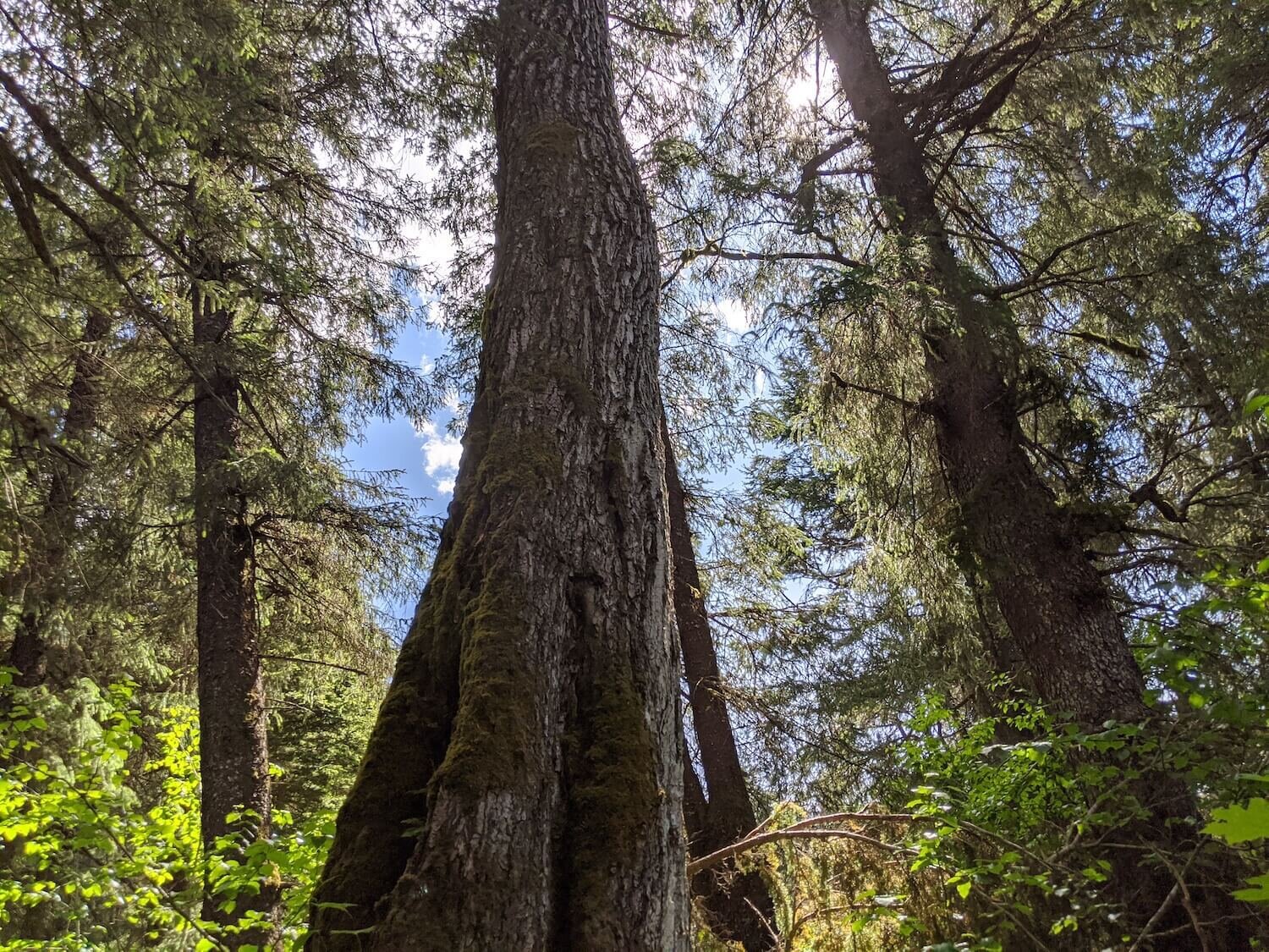  A massive tree on the lower winner Creek Trail 