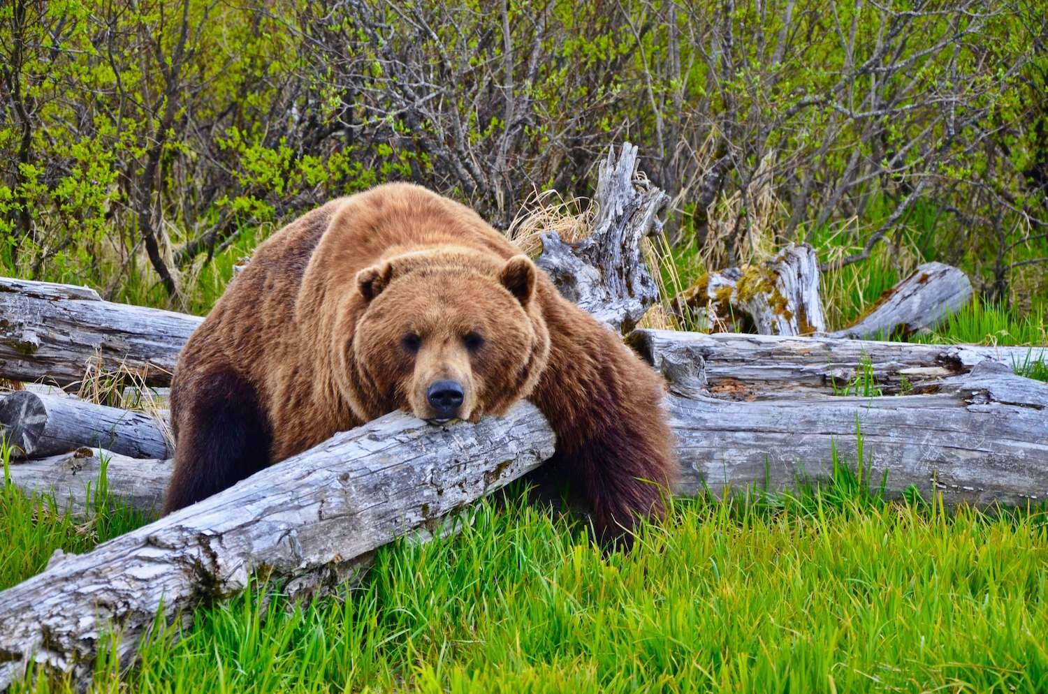 Photo by Alaska Wildlife Conservation Center
