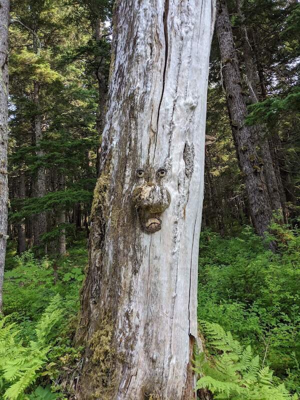 Face Tree