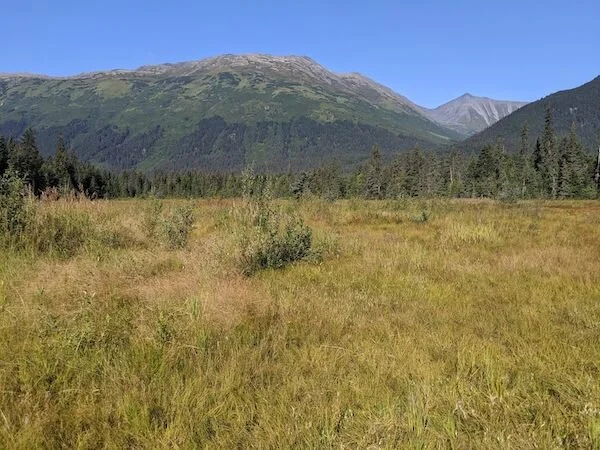  Moose Meadows in the summer 