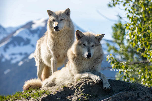  Wolves sitting on a rock in Alaska Wildlife Conservation Center 
