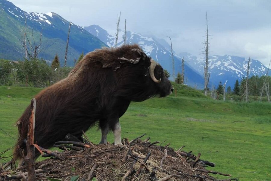  Musk Ox sitting on a hill  in Alaska Wildlife Conservation Center 
