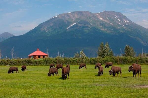  Buffalos in a field in Alaska Wildlife Conservation Center 