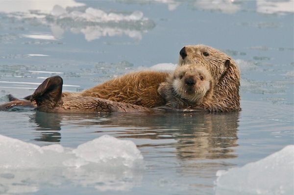  An otter and her baby floating in the water 