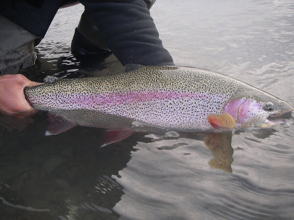  Rainbow trout caught in the Kenai River with Alaska Drift Away Fishing 