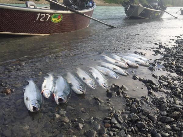  A group of fish on the river caught by Alaska Drift Away Fishing 