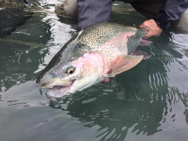  Rainbow Trout caught on the Kenai River by Alaska Drift Away Fishing 