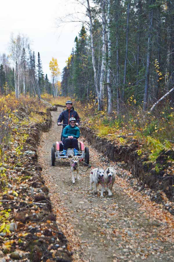  Dogs pulling a four-wheeler on a tour with Salmon Berry Tours 