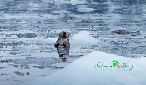  A otter in the water next to a glacier 