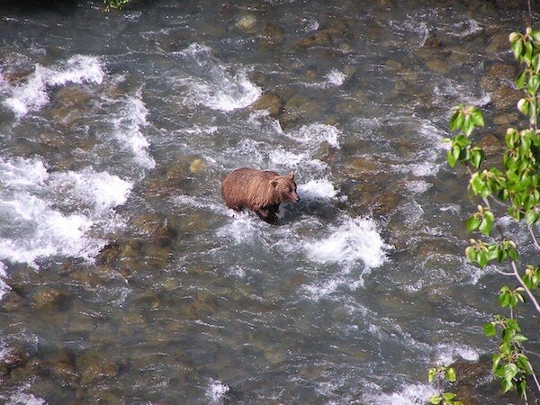  A bear in a river looking for fish senn on a tour with Alaska Adventure 