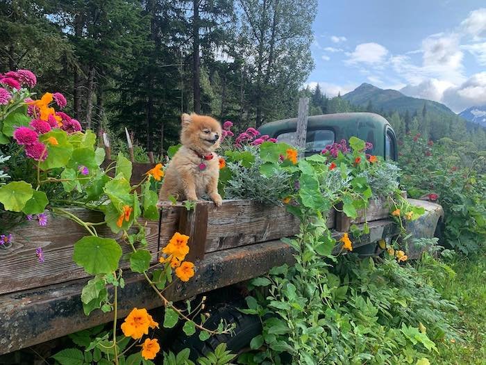  Crow Creek Mine truck with Dog and flowers 