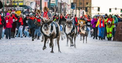 Reindeer