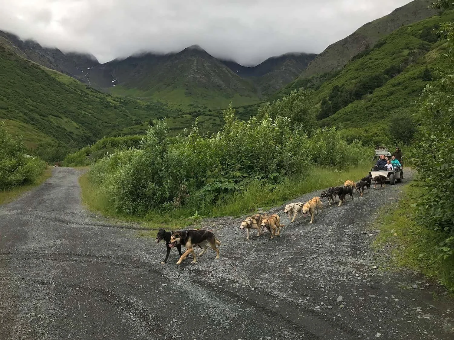 Girdwood Sled Dog Adventure
