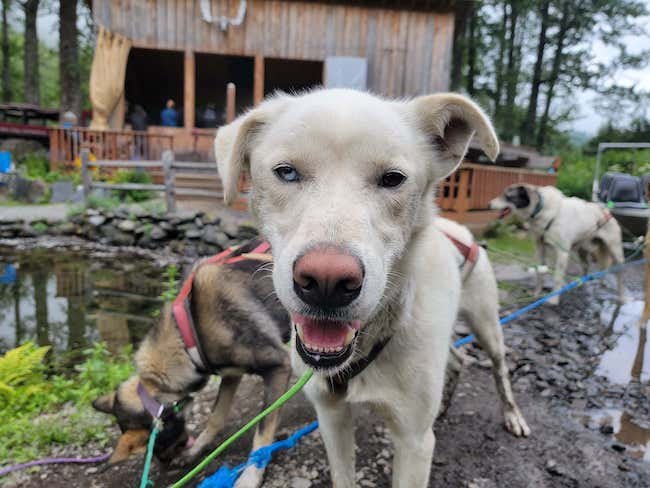 Kennels at the Girdwood Sled Dog Adventure 