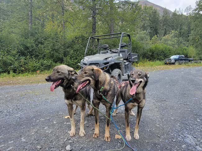  Dog Team from Girdwood Sled Dog Adventure 