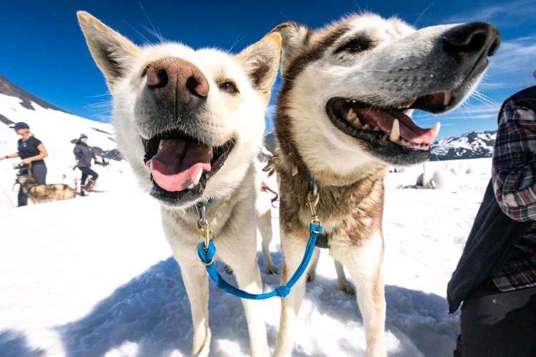  Alpine Air Dogs smiling 