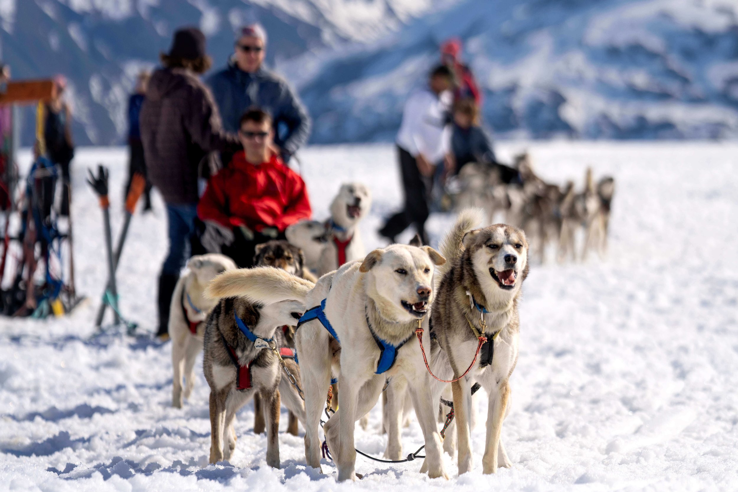  sled dogs on a glacier 