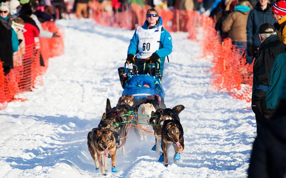  Dog race with Turning Heads Kennel  