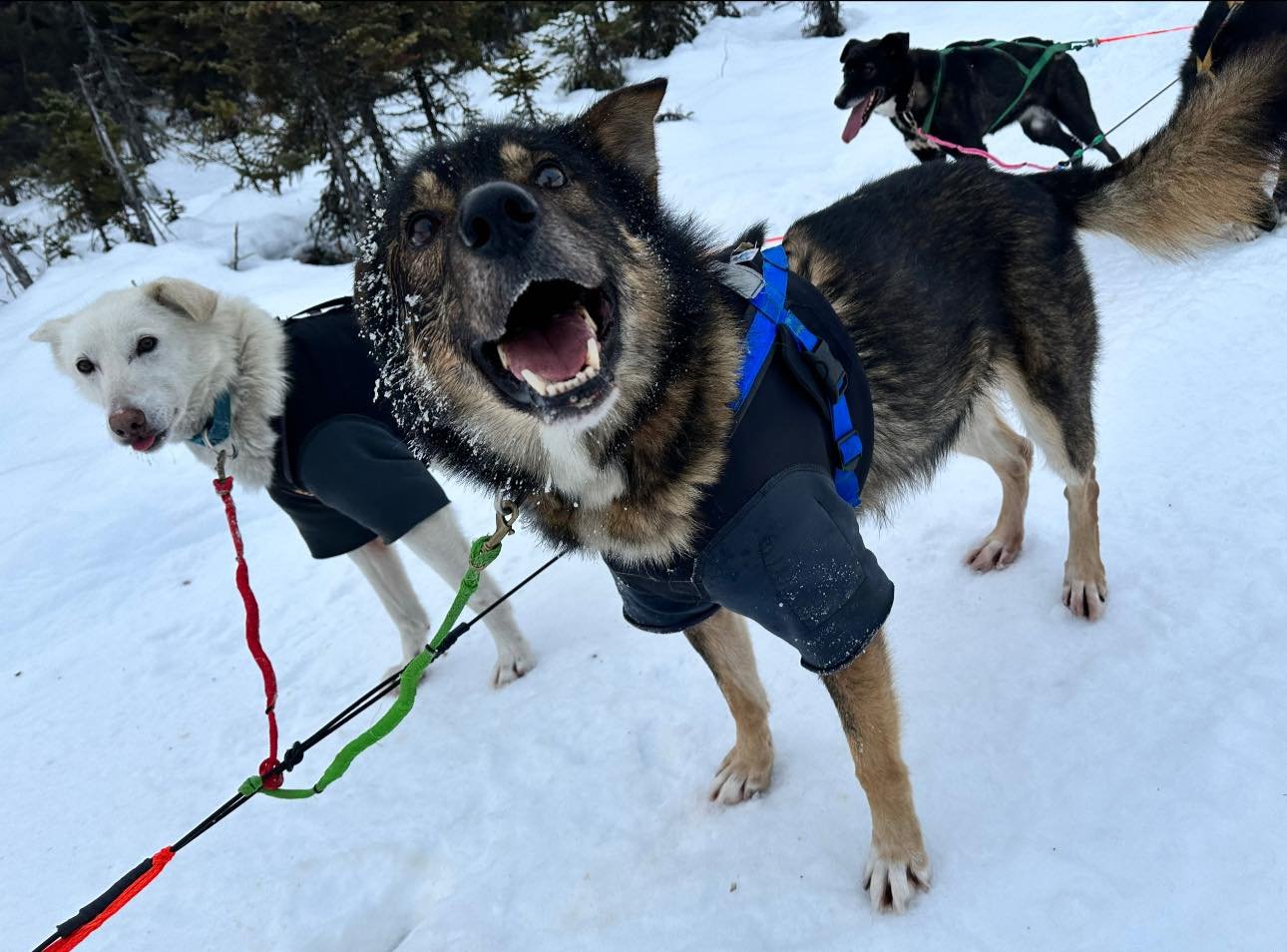  Dogs at Turning Heads Kennel  