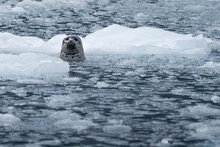 seal in water 