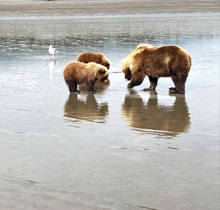  Bears eating on beach during Mountain Goat Air exursion  