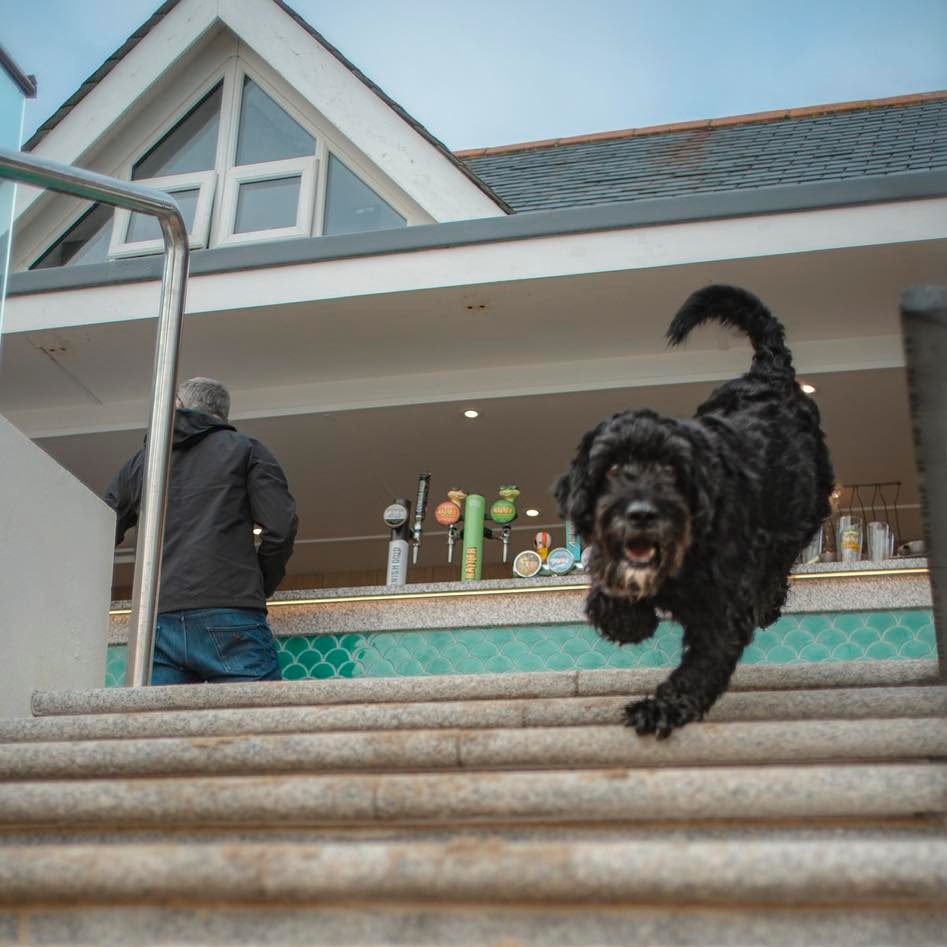 Post-lunch beach zoomies always makes a very happy pup 🐾🌊

Good news &mdash; dogs are welcome to join you inside and outside for breakfast, lunch and dinner.

The only rules we kindly ask they follow ? 
🐶 Pups on leads and well behaved 
🐾 All fou