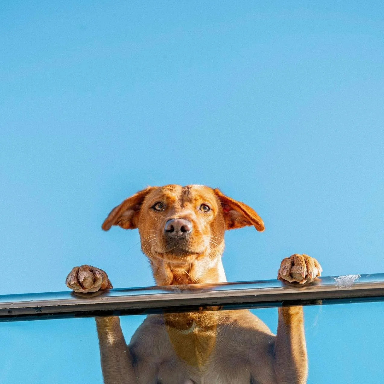 That look when you hear summer beach dog restrictions start tomorrow&hellip; 👀🐾

A little reminder from tomorrow, dogs won&rsquo;t be allowed on the beach between 10am&ndash;6pm 🏖️

But don&rsquo;t worry, four-legged friends are always welcome her