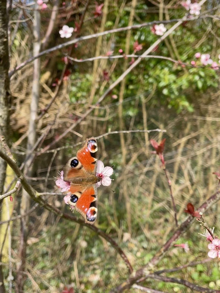 Almost forgot I have a garden. Hello March 👋🌸

Pr gifts from @cowshed 🌿