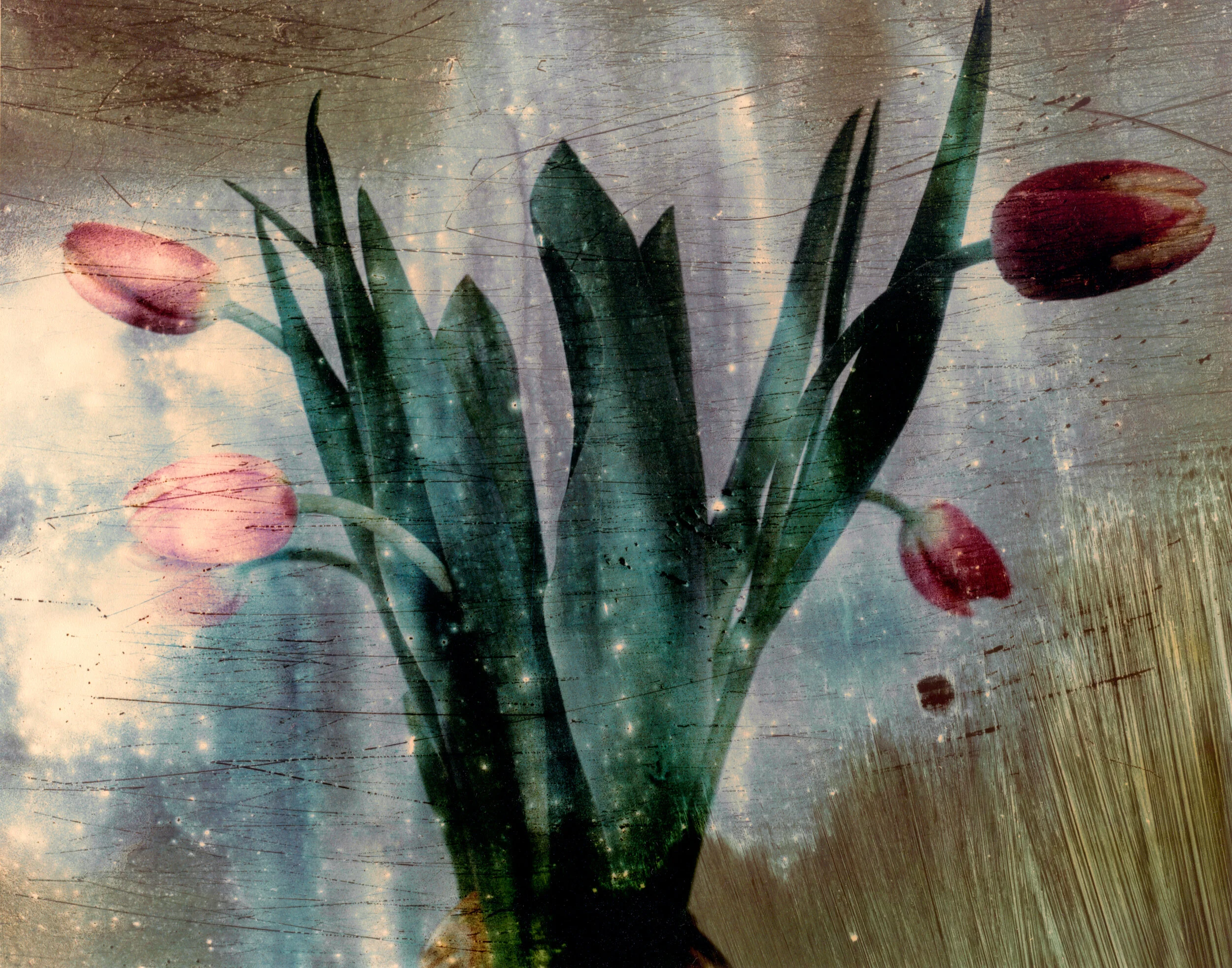 Tulips