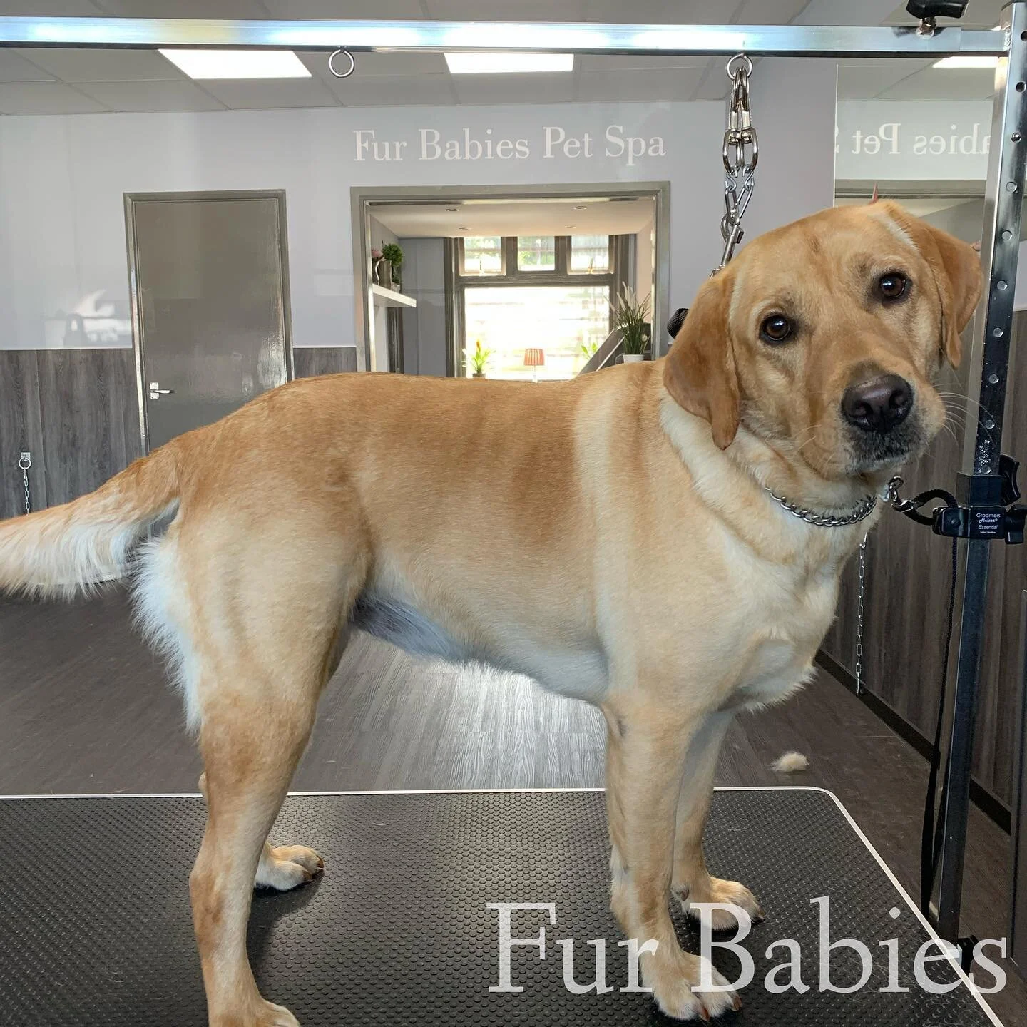Fur Babies Pet Spa