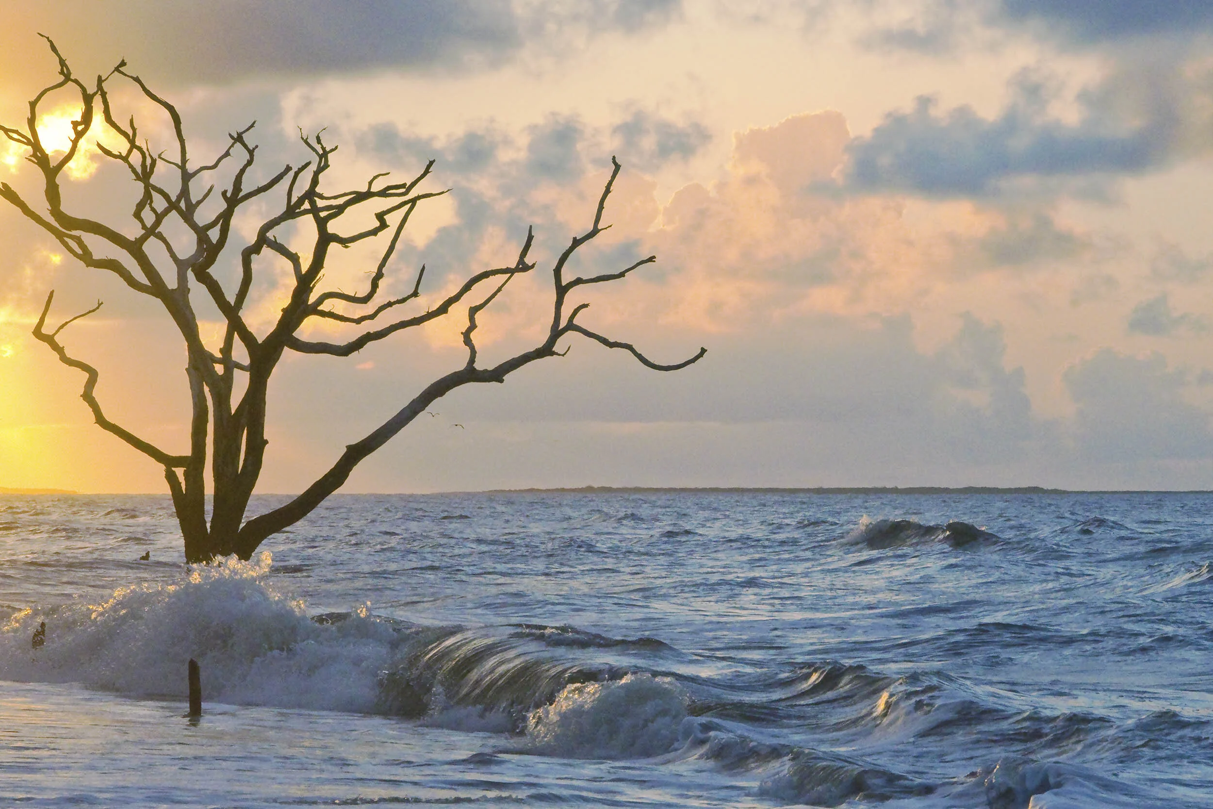 MORNING AT BOTANY II .jpg