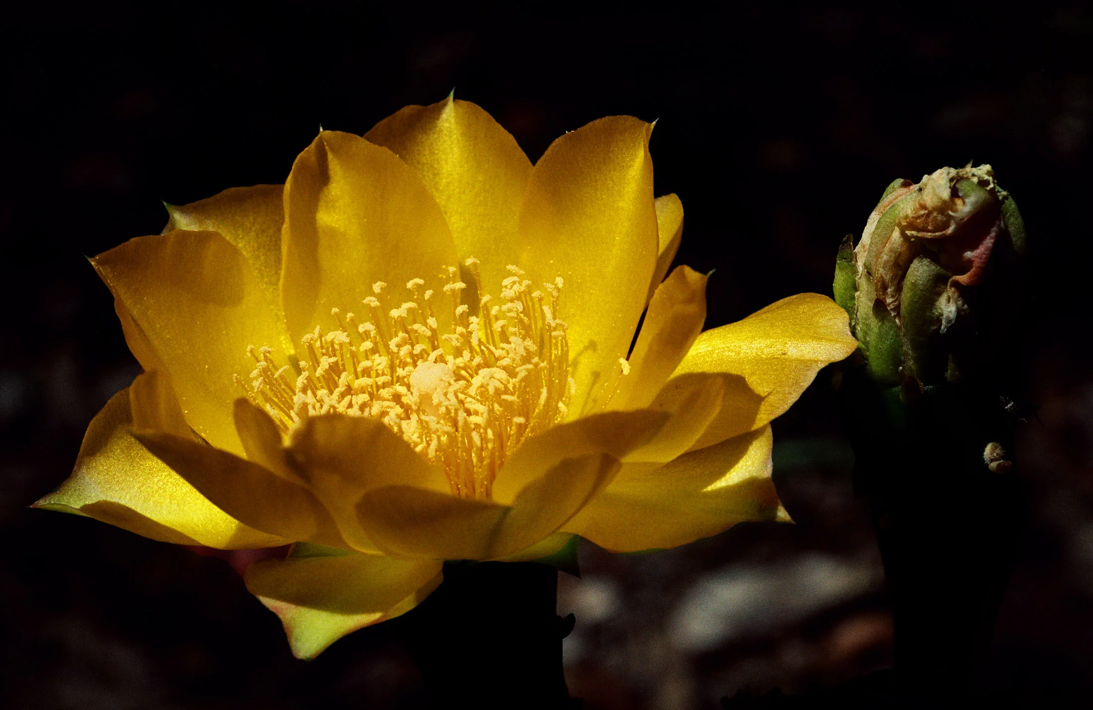 Prickly Pear Blossom