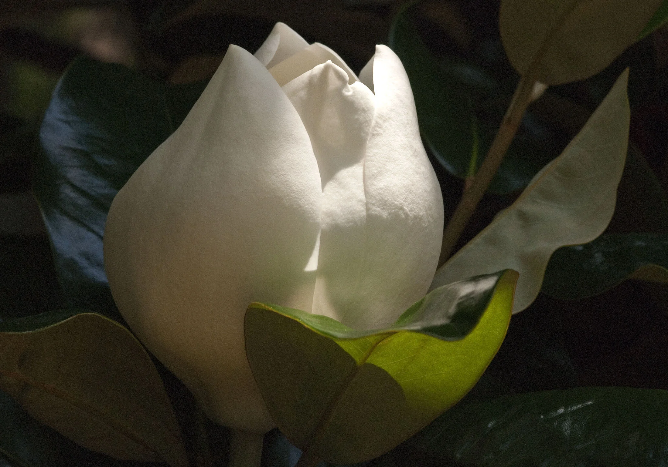 Magnolia Blossom