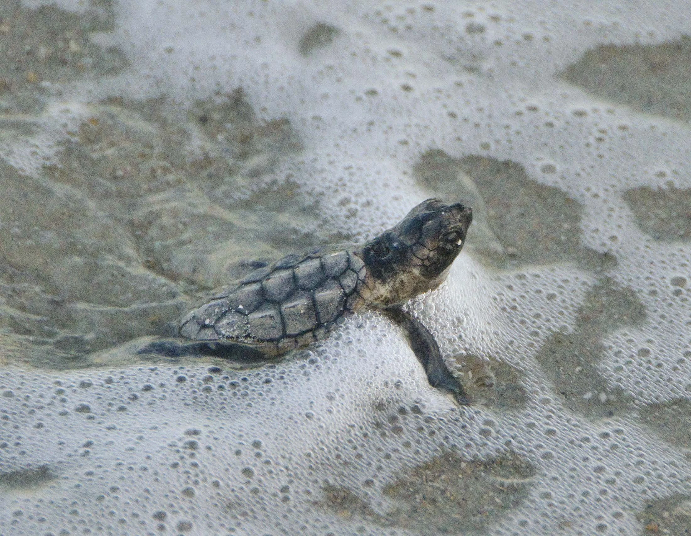 "Loggerhead Launch III"