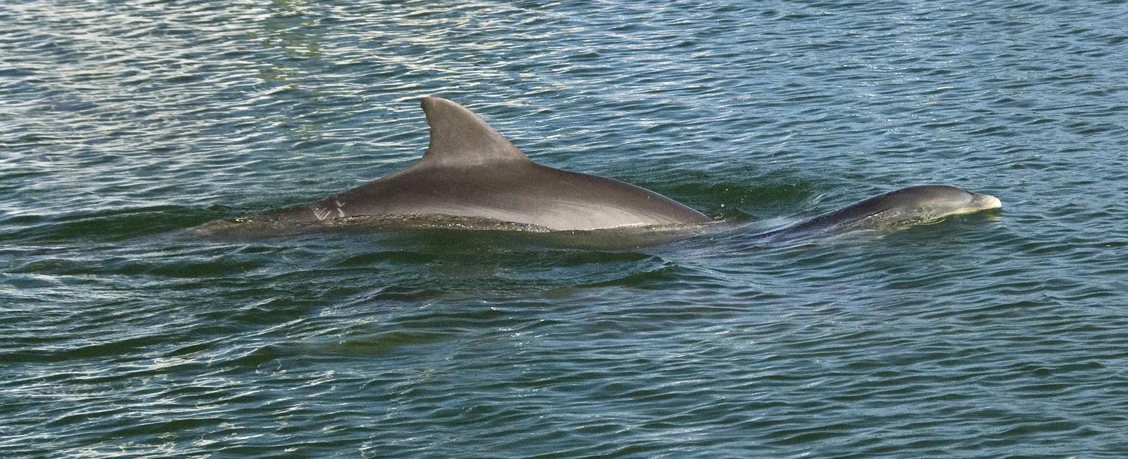 "Dolphins - Mother and Young"