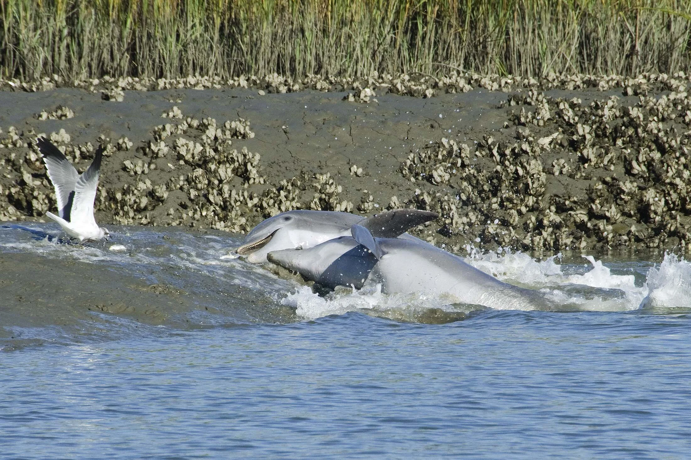 Dolphins strand feeding - "Gone Fishin' III