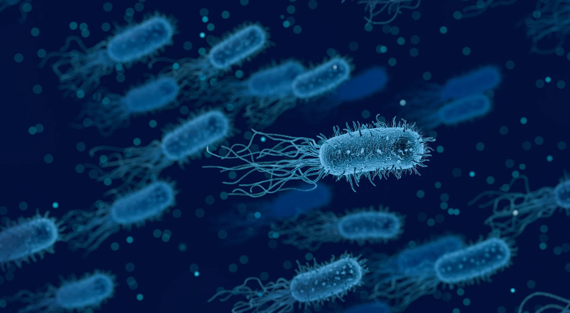 bacteria.jpg