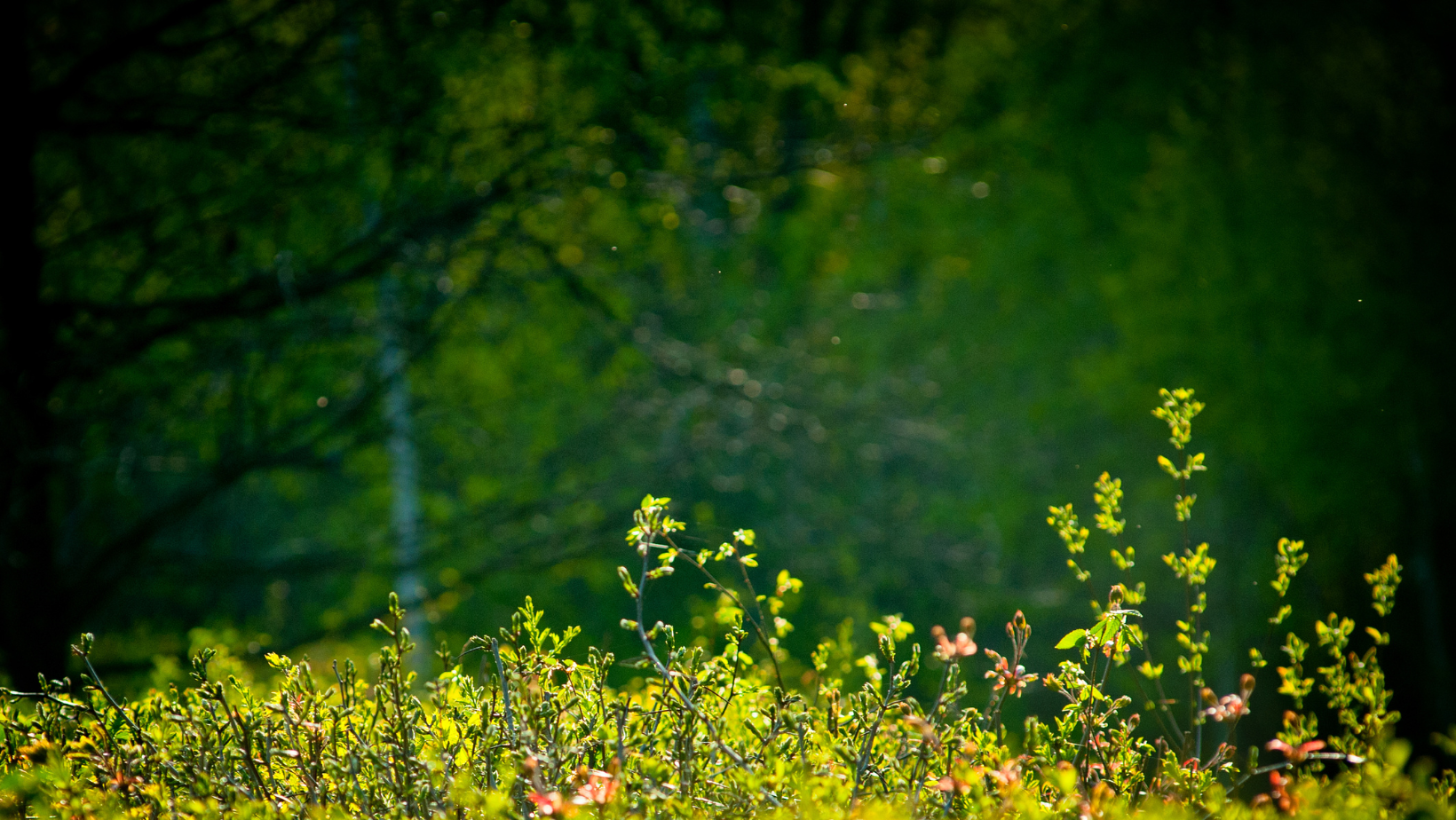 counseling spirituale