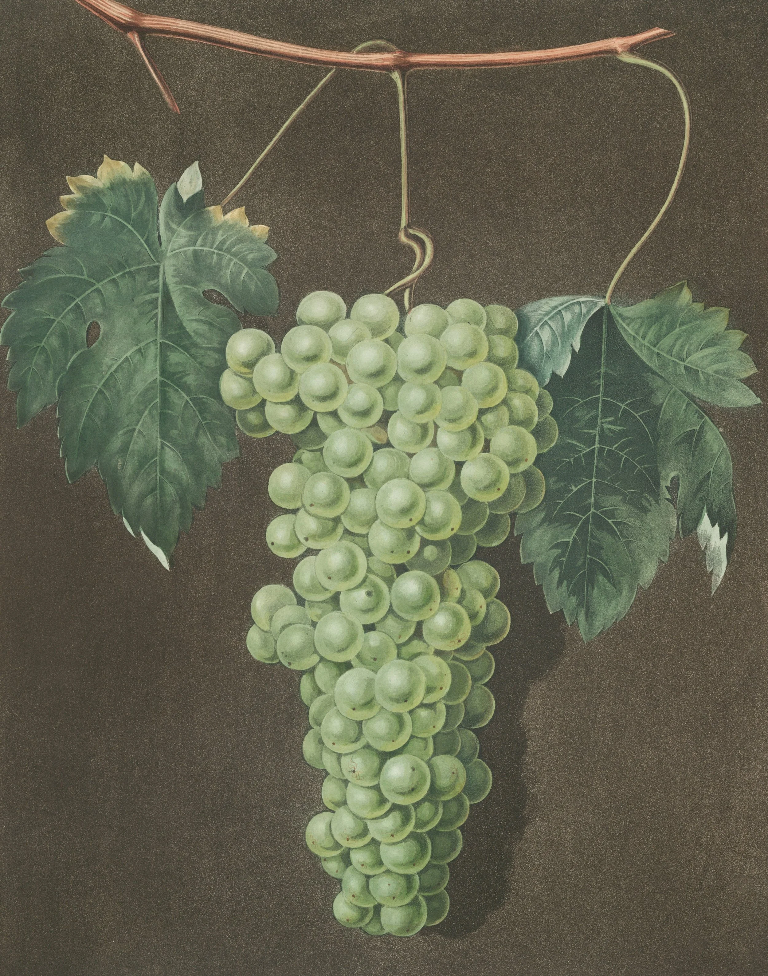 Omar and The Sacred Vine