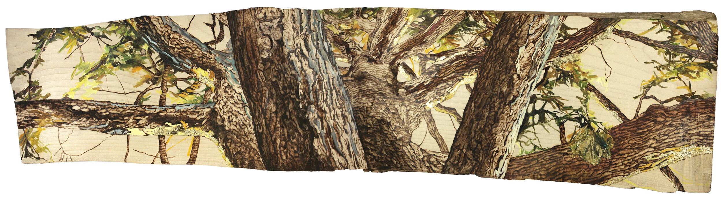Pine canopy II small no edges.jpg