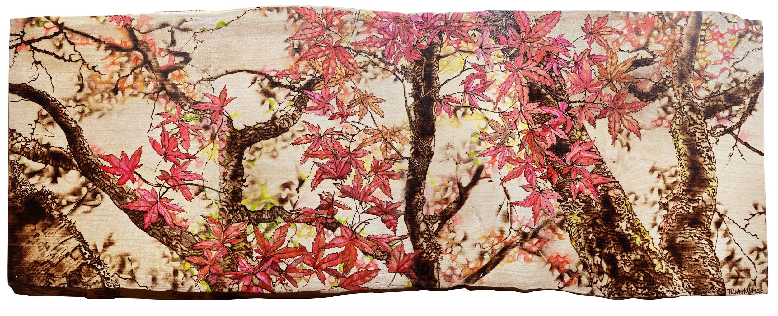 Pyrography, scorching and oil painting of a Japanese acer tree on natural edged sycamore wood, embellished with liquid gold leaf.