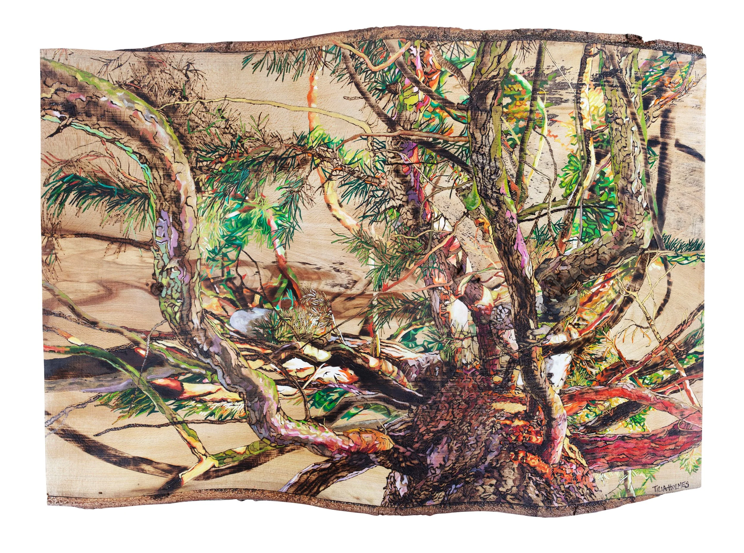 Pyrography and oil painting of a pine tree on natural edged beech wood, embellished with liquid gold leaf.