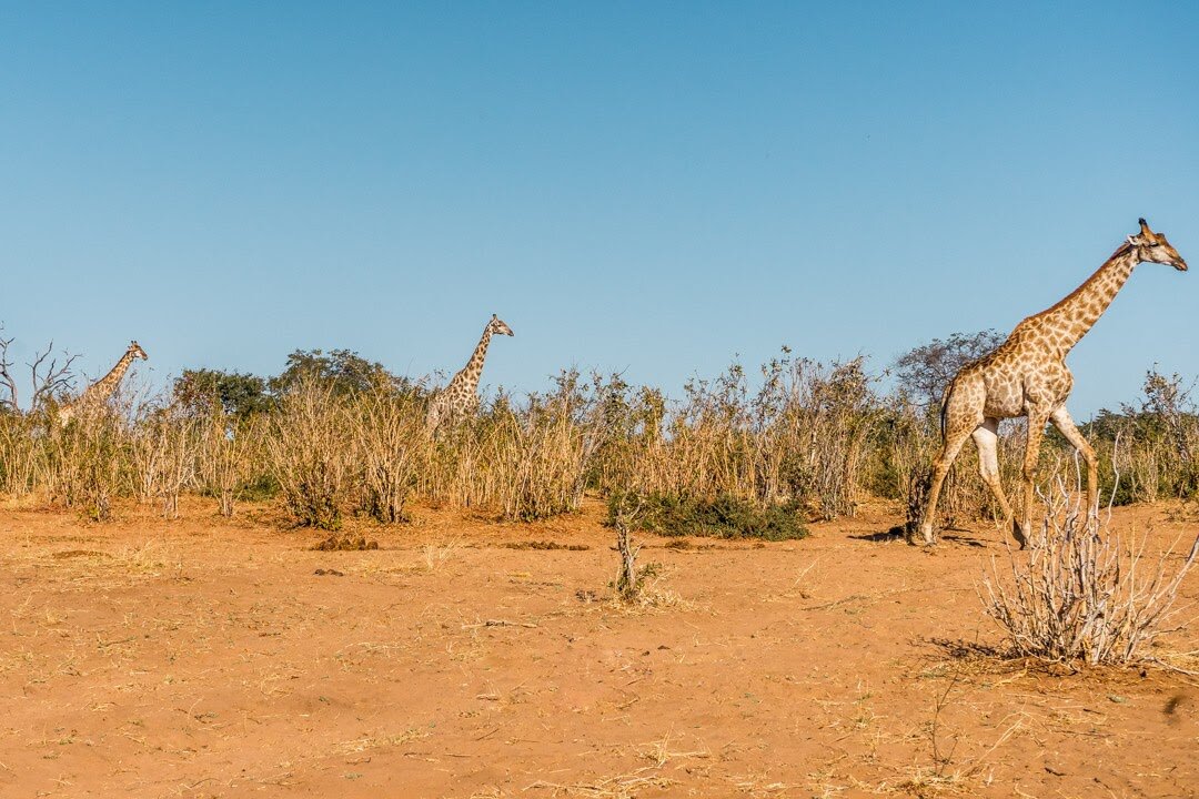 three giraffes-3524.jpeg