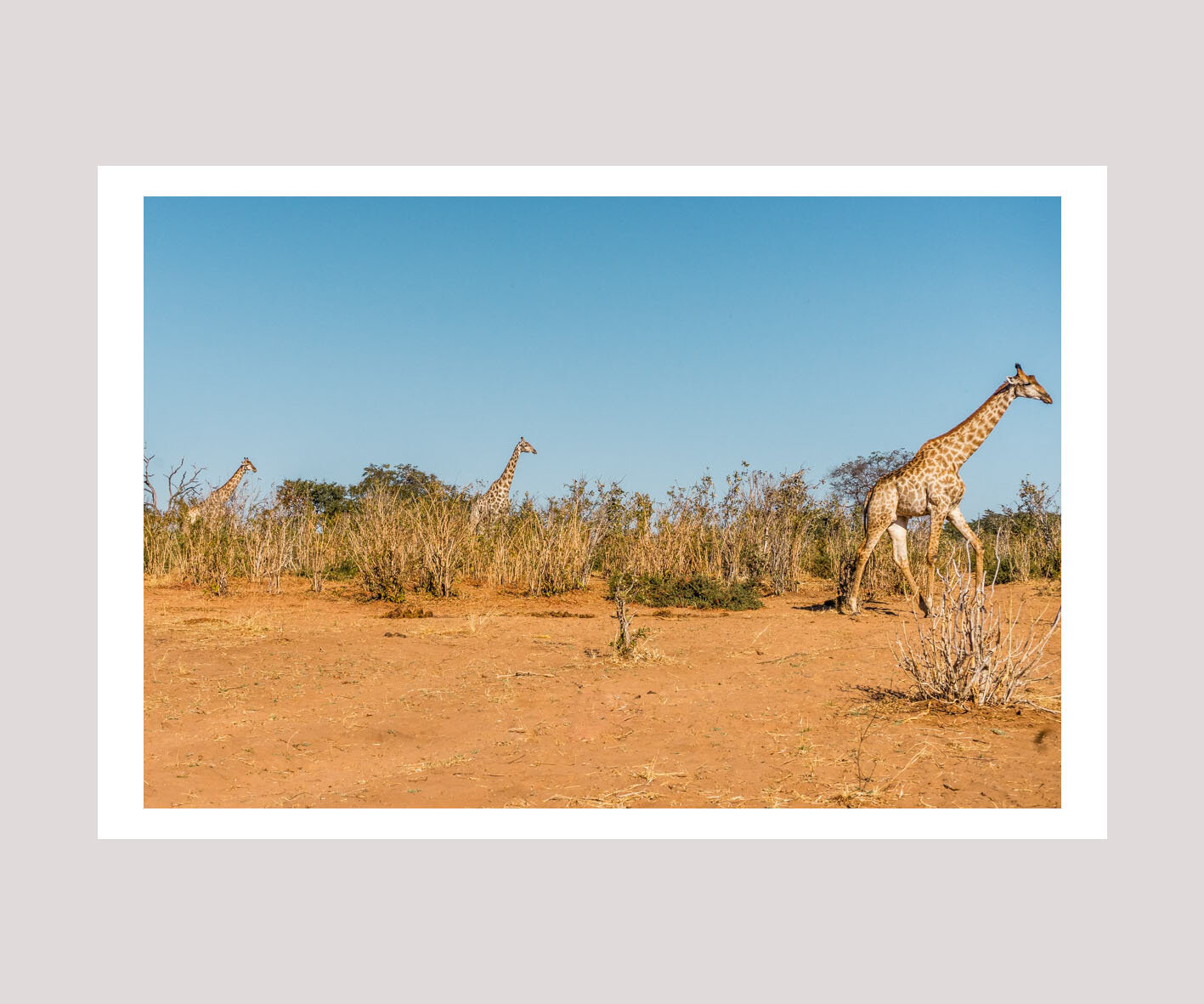 three giraffes on grey-2.jpg